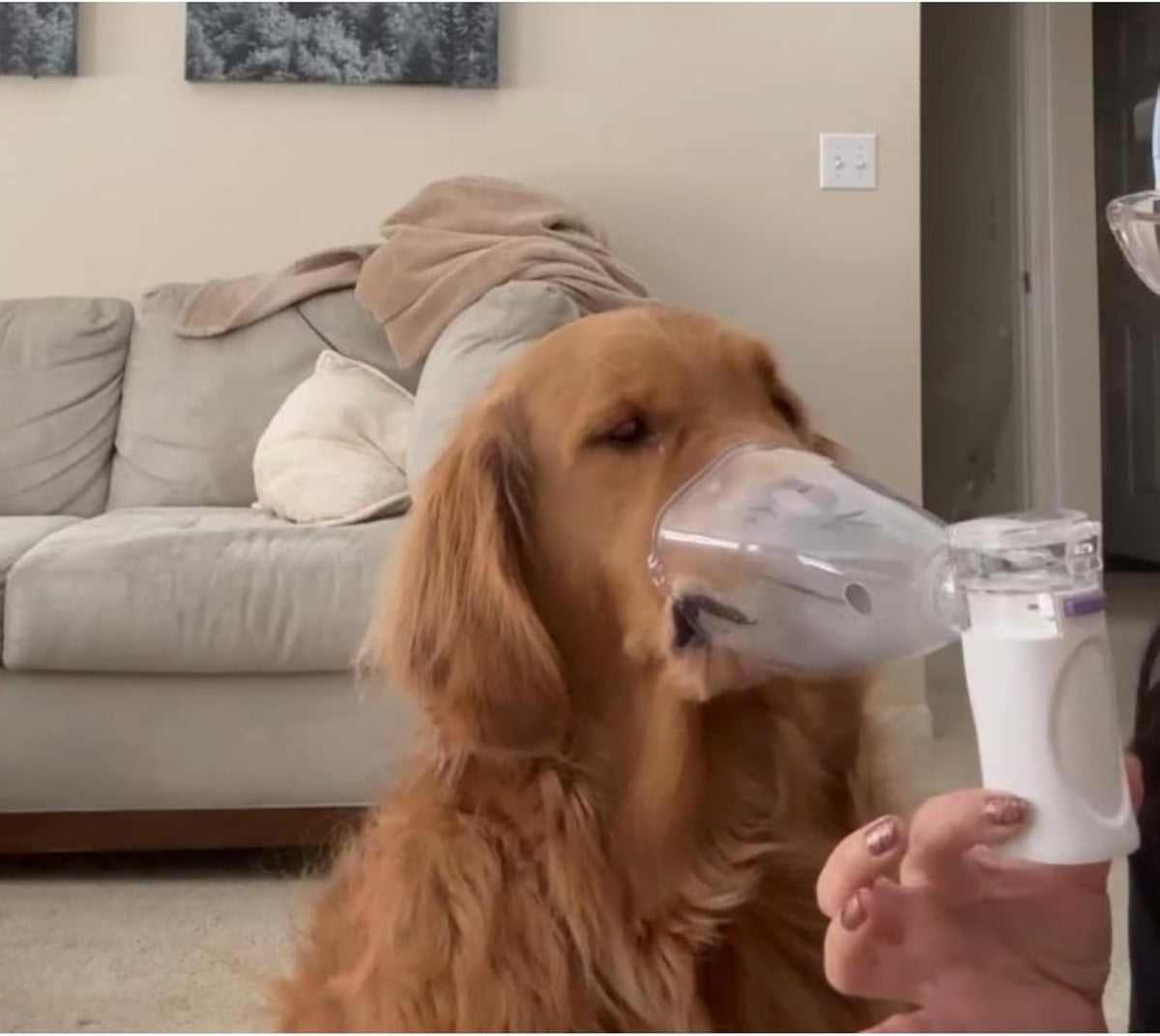 Pet-Mist-Device for Dogs Handheld Dog Pet-Mist-Device – Portable Pet Device with Dog Mask, USB Rechargeable, Quiet Operation