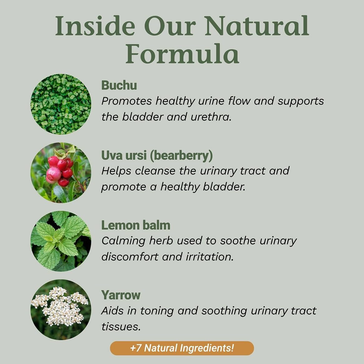 Native Remedies UTI-Clear Herbal Supplement - 100% Natural Tincture with | Buchu, Bearberry, Lemon Balm & More - Supports Urinary Tract & Bladder Health, pH Balance, Bloating Relief - 2 oz Bottle
