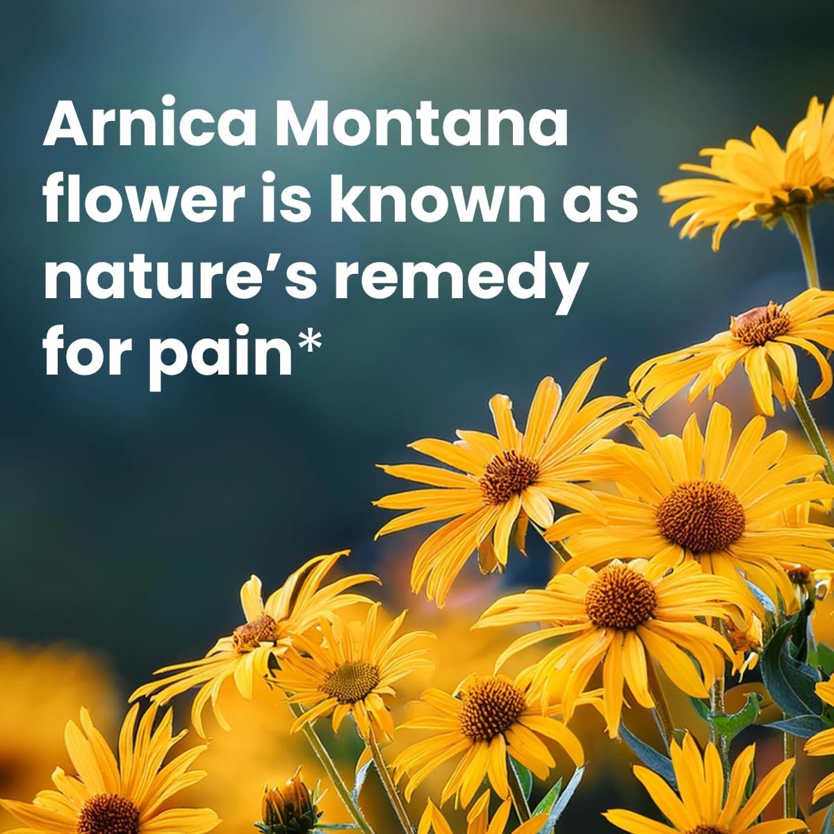 Sanar Naturals Arnica Gel Roll On, Menthol Muscle & Joint Pain Relief, 3 oz | Fast-Acting Cooling Gel, Muscle & Joint Pain Relief, Arnica Montana, Menthol & Camphor, Non-Greasy Roll-On, 3 oz