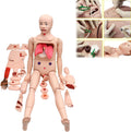 Medical Training Models 170 cm