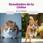 Lysine Cats with Essential Amino Acids to Support Immune System, Support Airways and Prevent Feline Herpes, Natural Supplement for All Breeds and Ages