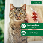 Advantage II Large Cat Vet-Recommended Flea Treatment & Prevention | Cats Over 9 lbs. | 2-Month Supply