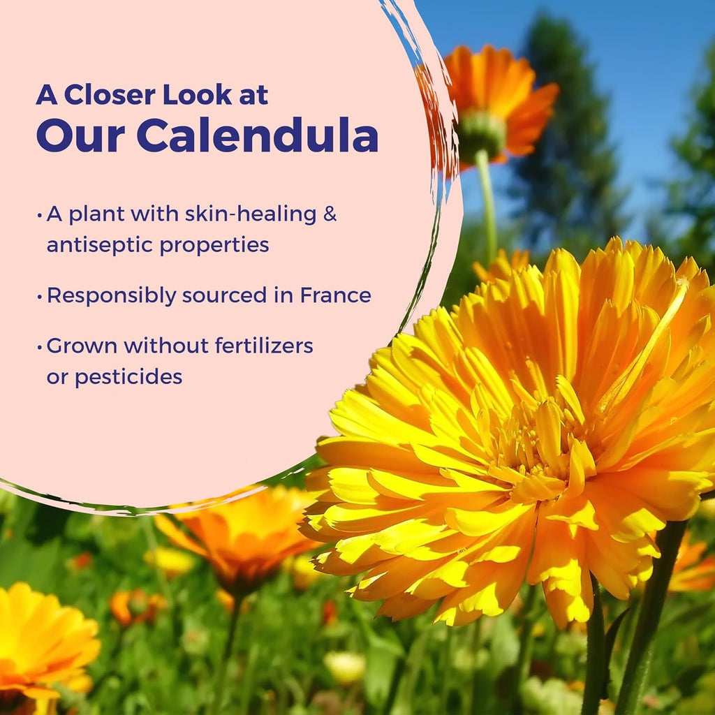 Boiron Calendula Ointment for Relief from Minor Burns, Cuts, Scrapes, and Insect Bites - 1 Oz | For Minor Burns, Cuts, Scrapes, and Insect Bites. Size: 1 oz.