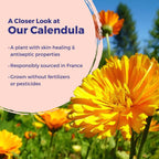 Boiron Calendula Ointment for Relief from Minor Burns, Cuts, Scrapes, and Insect Bites - 1 Oz | For Minor Burns, Cuts, Scrapes, and Insect Bites. Size: 1 oz.